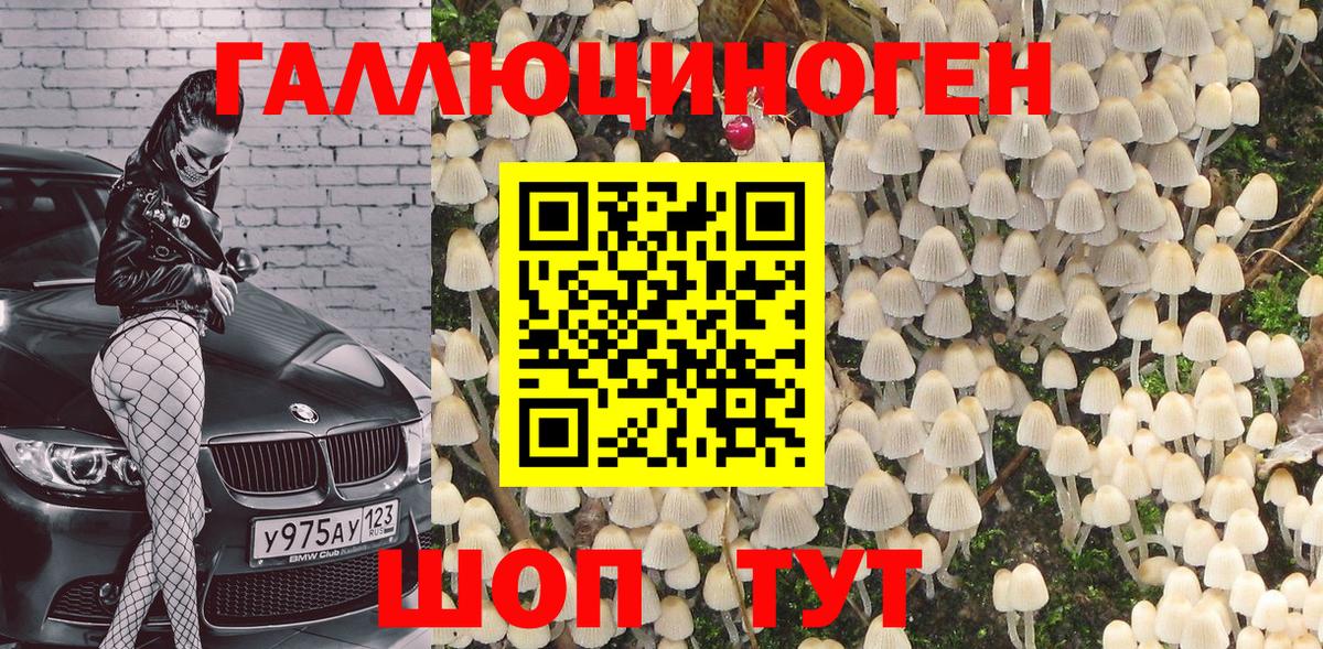 Псилоцибиновые грибы Cubensis Гудермес